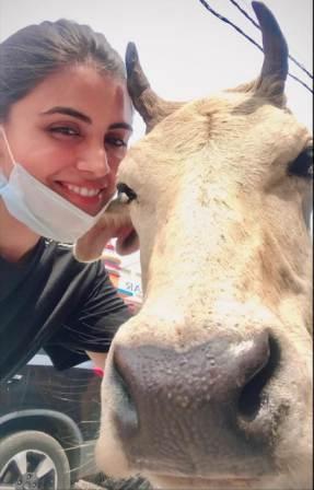 Malti Chahar cow lover